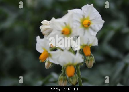 Der Kartoffelbaum blüht. Schöner Blütenstand. Rosa Blütenblätter. Gelbes Staubgefäß. Nahaufnahme von landwirtschaftlichen Pflanzen. Kartoffelbaum mit üppigen Blättern. Stockfoto