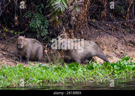 Ein Capybara (Hydrochoerus hydrochaeris)-Paar am Flussufer des Paraguay-Flusses in der Nähe der Baiazinha Lodge im nördlichen Pantanal, Bundesstaat M Stockfoto