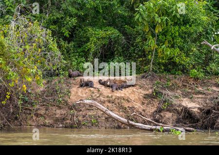 Riesige Flussotter (Pteronura brasiliensis) am Flussufer des Paraguay-Flusses in der Nähe der Baiazinha Lodge im nördlichen Pantanal, Bundesstaat Mat Stockfoto