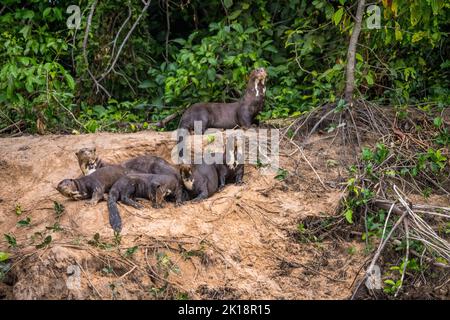 Riesige Flussotter (Pteronura brasiliensis) am Flussufer des Paraguay-Flusses in der Nähe der Baiazinha Lodge im nördlichen Pantanal, Bundesstaat Mat Stockfoto