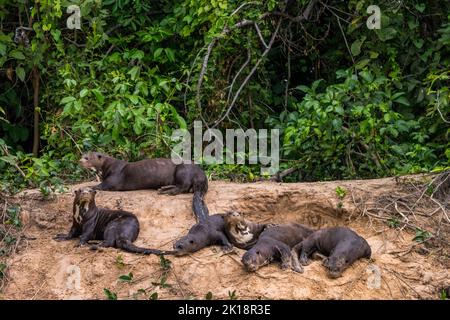 Riesige Flussotter (Pteronura brasiliensis) am Flussufer des Paraguay-Flusses in der Nähe der Baiazinha Lodge im nördlichen Pantanal, Bundesstaat Mat Stockfoto