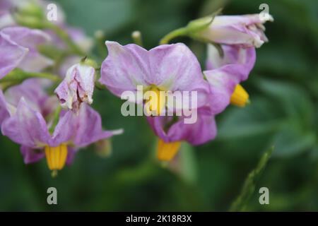 Der Kartoffelbaum blüht. Schöner Blütenstand. Rosa Blütenblätter. Gelbes Staubgefäß. Nahaufnahme von landwirtschaftlichen Pflanzen. Kartoffelbaum mit üppigen Blättern. Stockfoto