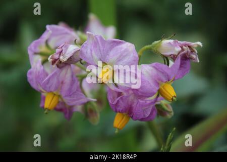 Der Kartoffelbaum blüht. Schöner Blütenstand. Rosa Blütenblätter. Gelbes Staubgefäß. Nahaufnahme von landwirtschaftlichen Pflanzen. Kartoffelbaum mit üppigen Blättern. Stockfoto