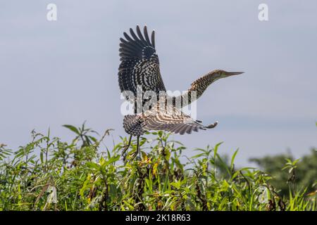 Ein juveniler, rufezenter Tigrisoma lineatum, der auf dem Flug entlang des Paraguay-Flusses in der Nähe der Baiazinha Lodge im nördlichen Pantanal, Bundesstaat, liegt Stockfoto