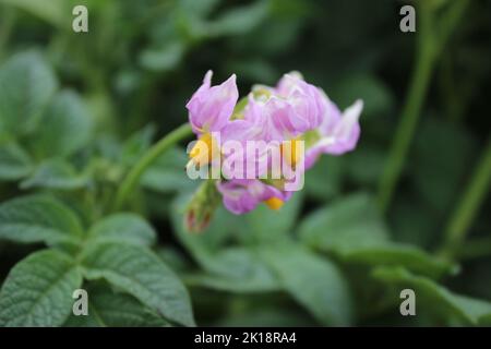 Der Kartoffelbaum blüht. Schöner Blütenstand. Rosa Blütenblätter. Gelbes Staubgefäß. Nahaufnahme von landwirtschaftlichen Pflanzen. Kartoffelbaum mit üppigen Blättern. Stockfoto