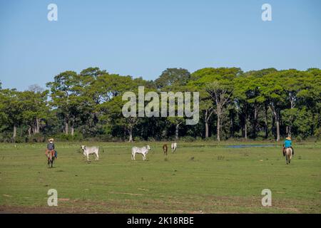 Pantaneiros (brasilianische Cowboys) hütet Nelore-Rinder zu Pferde in der Nähe der Piuval Lodge im nördlichen Pantanal, Bundesstaat Mato Grosso, Brasilien. Stockfoto