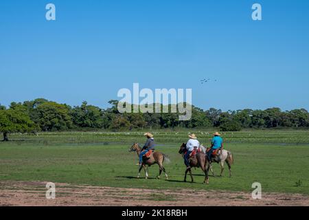 Pantaneiros (brasilianische Cowboys) hütet Nelore-Rinder zu Pferde in der Nähe der Piuval Lodge im nördlichen Pantanal, Bundesstaat Mato Grosso, Brasilien. Stockfoto