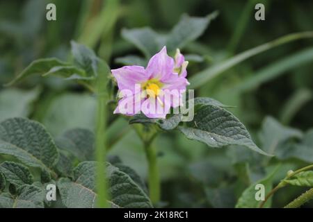 Der Kartoffelbaum blüht. Schöner Blütenstand. Rosa Blütenblätter. Gelbes Staubgefäß. Nahaufnahme von landwirtschaftlichen Pflanzen. Kartoffelbaum mit üppigen Blättern. Stockfoto