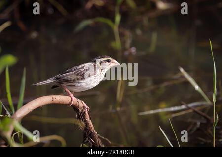 Gestreifte Weber weiblich.Gestreifte Weber (Ploceus manyar) ist eine Art von Weber Vogel. Stockfoto