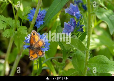 Torwartschmetterling auch als Hecke braun auf einer leuchtend blauen Kornblume bekannt Stockfoto