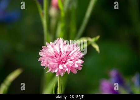 Rosafarbener Blütenkopf der Kornblume, auch bekannt als Junggesellenknopf Stockfoto