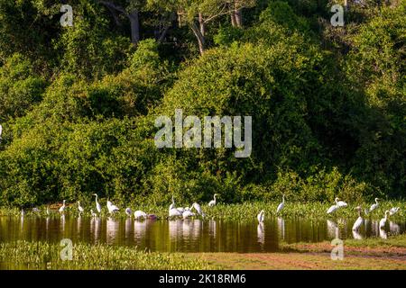 Feuchtgebiete mit Silberreihern, Roseatlöffeln, Waldstörchen in der Nähe der Piuval Lodge im nördlichen Pantanal, Bundesstaat Mato Grosso, Brasilien. Stockfoto