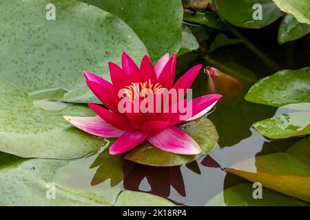 Schöne leuchtend rosa Seerose zwischen grünen Seerosen im Wasser mit Reflexion Stockfoto