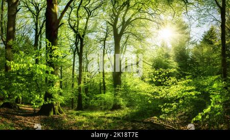 Schöner Wald in angenehmem Sonnenlicht, mit der Sonne scheint durch die grünen Blätter Stockfoto