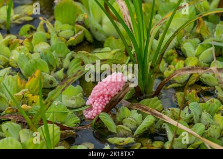 Schneckeneier von Pink Apple auf Wasserpflanzen in einem Feuchtgebiet in der Nähe der Piuval Lodge im nördlichen Pantanal, Bundesstaat Mato Grosso, Brasilien. Stockfoto