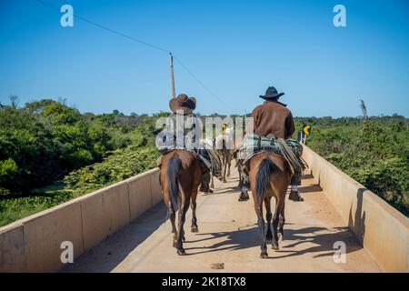 Pantaneiros (brasilianische Cowboys) zu Pferd auf der Transpantaneira Road Crossing auf einer neuen Brücke im nördlichen Pantanal, Bundesstaat Mato Grosso, Braz Stockfoto