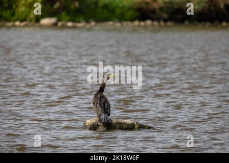 Ruhende Kormorane (Phalacrocorax aurituson) auf dem Fluss Stockfoto