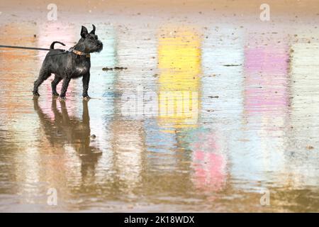 Ein schwarzer Miniatur-Schnauzer-Hund auf einer Leine steht stolz unter den Reflexen farbiger Strandhütten auf nassem Sand in Walton am naze Beach, Essex, Großbritannien Stockfoto