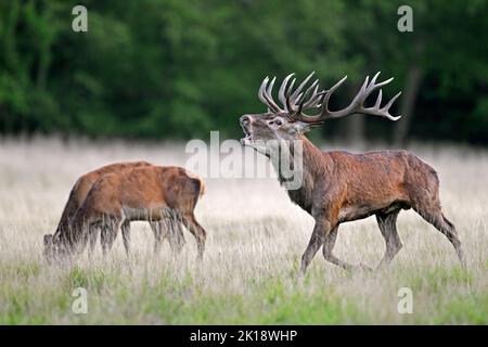 Rotwild (Cervus elaphus) Hirsch brüllend und behindert grasen im Grasland am Waldrand während der Rut im Herbst / Herbst Stockfoto