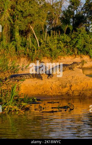 Yacare caimans (Caiman yacare) in der Abendsonne an einem Sandstrand entlang eines Zuflusses des Cuiaba Flusses in der Nähe von Porto Jofre im nördlichen Pantana Stockfoto