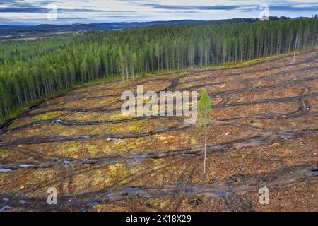 Luftaufnahme über Freischnitt mit Raupenspuren, Freischnitt / Freifällung ist eine Wald-/Holzfällungspraxis, bei der alle Bäume gefällt werden Stockfoto