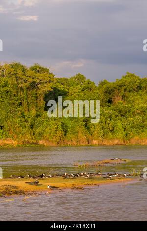 Schwarze Abschäumer (Rynchops niger) im Abendlicht auf einer Sandbank des Flusses Cuiaba in der Nähe von Porto Jofre im nördlichen Pantanal, Provinz Mato Grosso in Stockfoto