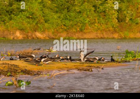 Schwarze Abschäumer (Rynchops niger) im Abendlicht auf einer Sandbank des Flusses Cuiaba in der Nähe von Porto Jofre im nördlichen Pantanal, Provinz Mato Grosso in Stockfoto