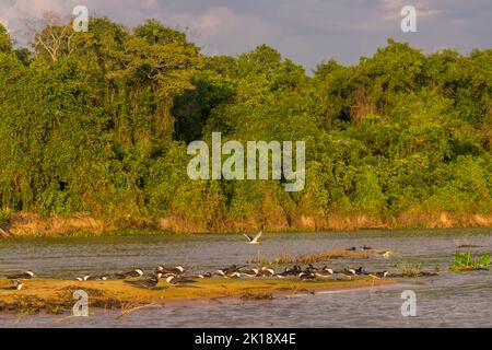 Schwarze Abschäumer (Rynchops niger) im Abendlicht auf einer Sandbank des Flusses Cuiaba in der Nähe von Porto Jofre im nördlichen Pantanal, Provinz Mato Grosso in Stockfoto