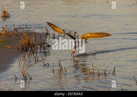 Ein Schwarzer Skimmer (Rynchops niger) füttert sich, indem er über die Wasseroberfläche des Flusses Cuiaba in der Nähe von Porto Jofre im nördlichen Pantanal, Mato Gro, schmiltert Stockfoto