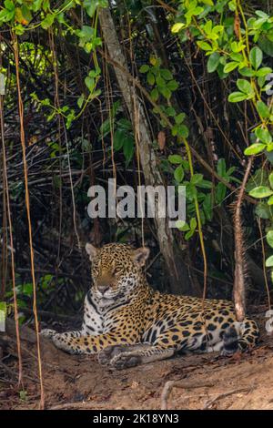 Ein Jaguar (Panthera onca) ruht an einem Flussufer an einem der Zuflüsse des Cuiaba River in der Nähe von Porto Jofre im nördlichen Pantanal, Mato Gross Stockfoto