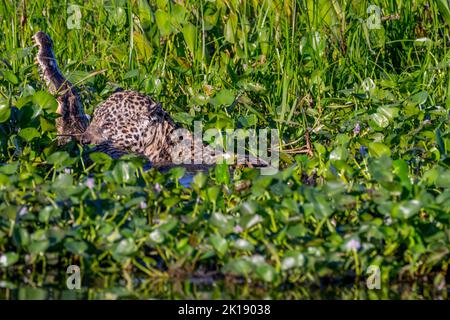 Ein weiblicher Jaguar (Panthera onca) fing einen Yacare Caiman an einem der Zuflüsse des Cuiaba River in der Nähe von Porto Jofre im nördlichen Pantanal, Mato G Stockfoto