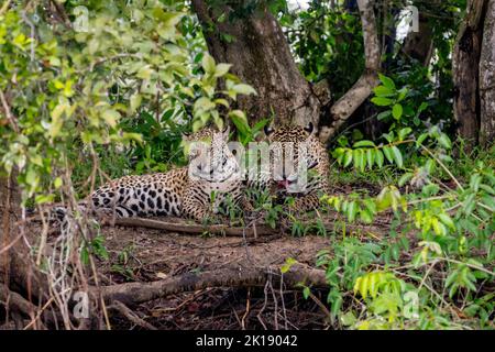 Zwei Jaguar (Panthera onca) Jungen (etwa 1,5 Jahre alt) am Ufer des Flusses Cuiaba in der Nähe von Porto Jofre im nördlichen Pantanal, Mato Grosso Prov Stockfoto
