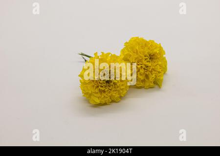 Gelbe Ringelblumen isoliert auf weißem Hintergrund. Stockfoto