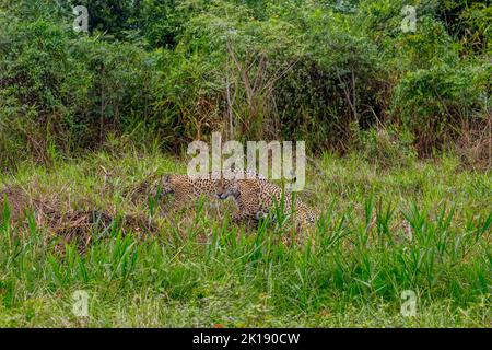 Ein weiblicher Jaguar (Panthera onca) und ihre Jungen pirschen an einem Flussufer an einem der Nebenflüsse des Cuiaba River in der Nähe von Por durch die Vegetation Stockfoto