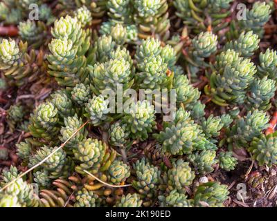 Draufsicht auf einige blass stonecrop Sukulenten Pflanzen, die einem Wald ähneln. Eingefangen in einem Garten in der Nähe der Kolonialstadt Villa de Leyva im Zentrum von Colo Stockfoto