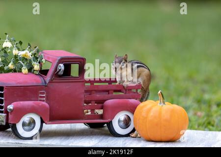 Liebenswert östlichen Chipmunk sucht nach Snacks im Herbst Herbst-Szene mit klassischen roten LKW und Kürbis Stockfoto
