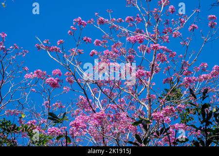 Ein blühender rosa Trompetenbaum (Tabebuia heterophylla) in der Nähe der Aymara Lodge im nördlichen Pantanal, Provinz Mato Grosso in Brasilien. Stockfoto