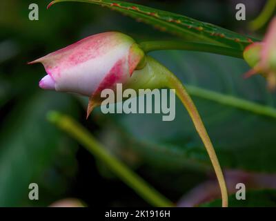 Makrofotografie einer Rhododendron-Knospe aus armen menschen, aufgenommen in einem Garten in der Nähe der Kolonialstadt Villa de Leyva im Zentrum Kolumbiens. Stockfoto