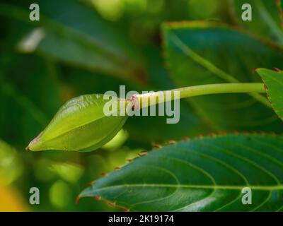 Makrofotografie einer Rhododendron-Samenschote aus armen menschen, aufgenommen in einem Garten in der Nähe der Kolonialstadt Villa de Leyva im Zentrum Kolumbiens. Stockfoto