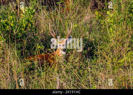 Ein Hirsch (Blastocerus dichotomus) im Feuchtgebiet Pantanal in der Nähe der Aymara Lodge im nördlichen Pantanal, Provinz Mato Grosso in Brasilien. Stockfoto