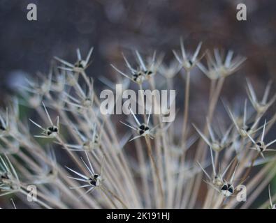 Nahaufnahme des Galliumkopfes im Herbst mit sichtbaren Samen und Bokeh-Hintergrund Stockfoto