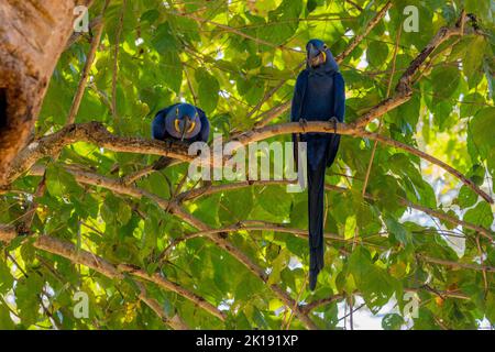 Ein Hyazinthara (Anodorhynchus hyacinthus)-Paar an ihrem Nestplatz, das in einem Baumhöhlenraum in der Aymara Lodge im nördlichen Pantanal, Sta, errichtet wurde Stockfoto