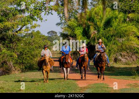 Pantaneiros (lokale Cowboys) zu Pferd in der Nähe der Aguape Lodge im südlichen Pantanal, Mato Grosso do Sul, Brasilien. Stockfoto