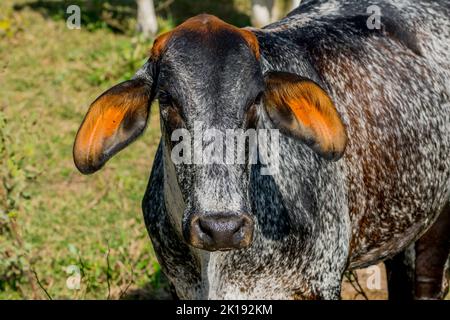 Porträt eines Gir- oder Gyr-Viehs, eines der wichtigsten Zebu-Rassen mit Ursprung in Indien, in der Nähe der Aguape Lodge im südlichen Pantanal, Mato G Stockfoto