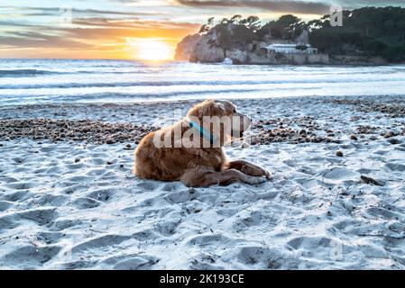 Schöner goldener Retriever für Erwachsene, der auf dem Sand von Cala Galdana auf Menorca liegt, mit dem Sonnenuntergang im Hintergrund Stockfoto