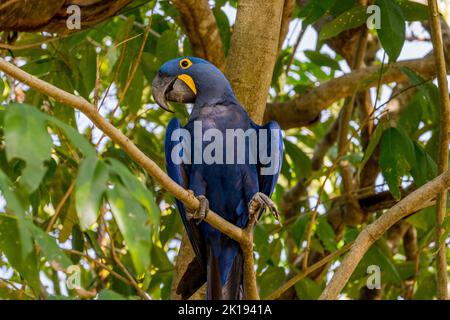 Ein Hyazinthara (Anodorhynchus hyacinthus), der in einem Baum in der Aguape Lodge im südlichen Pantanal, Mato Grosso do Sul, Brasilien, thront. Stockfoto