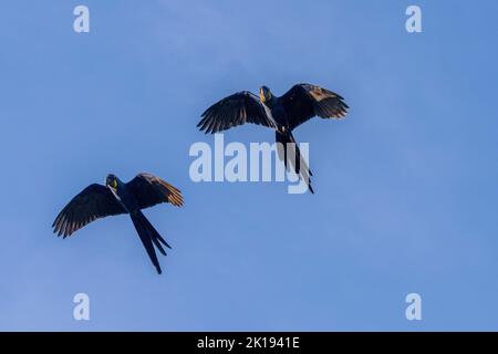 Ein Hyazinthara (Anodorhynchus hyacinthus), das in der Nähe der Aguape Lodge im südlichen Pantanal, Mato Grosso do Sul, Brasilien, geflogen ist. Stockfoto