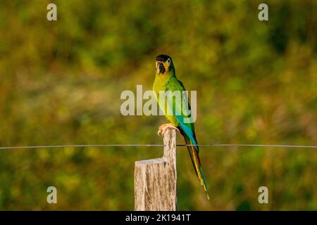 Ein Goldkolbenara (Primolius auricollis), der auf einem Zaunpfosten in der Nähe der Aguape Lodge im südlichen Pantanal, Mato Grosso do Sul, Brasilien, thront. Stockfoto