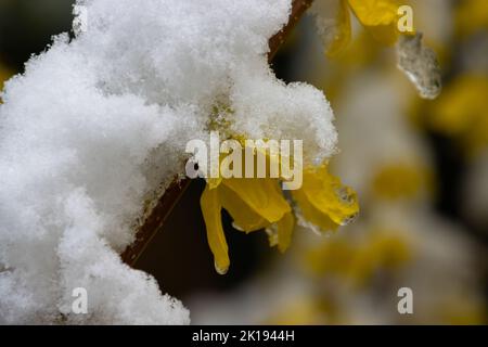 Gelbe Forsythia blüht mit Schnee bedeckt Stockfoto