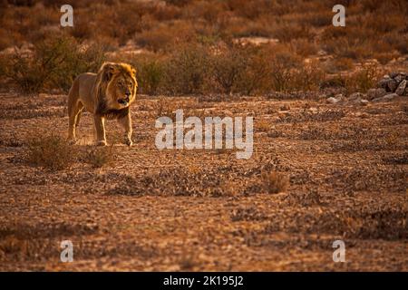 Männlicher Löwe (Panthera leo) patrouilliert auf seinem Territorium im Kgalagadi Trans Frontier National Park, Südafrika Stockfoto